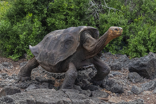 Galapagos tortoise on a stroll