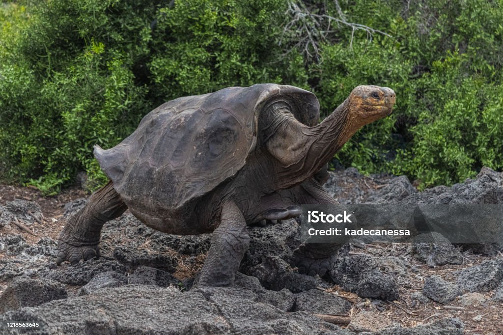 Galapagos giant tortoise Galapagos tortoise on a stroll Galapagos Giant Tortoise Stock Photo