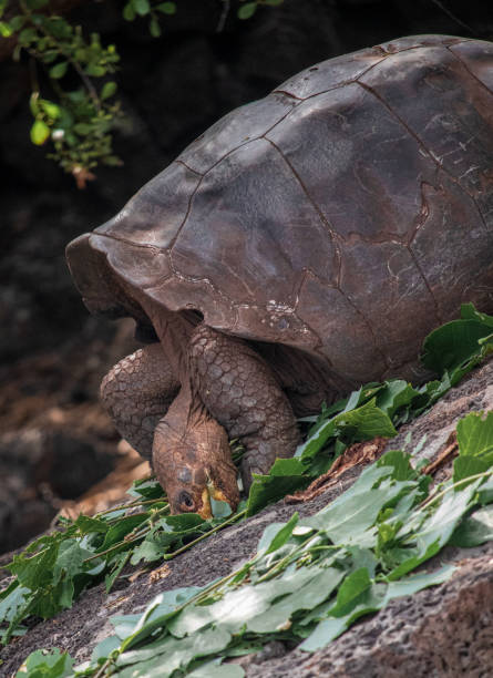 istock Galapagos giant tortoise eating 1218563733