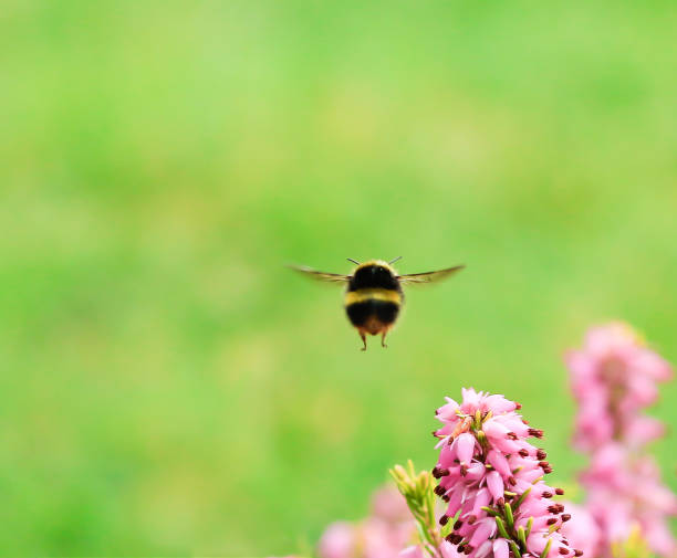Bumblebee stock photo