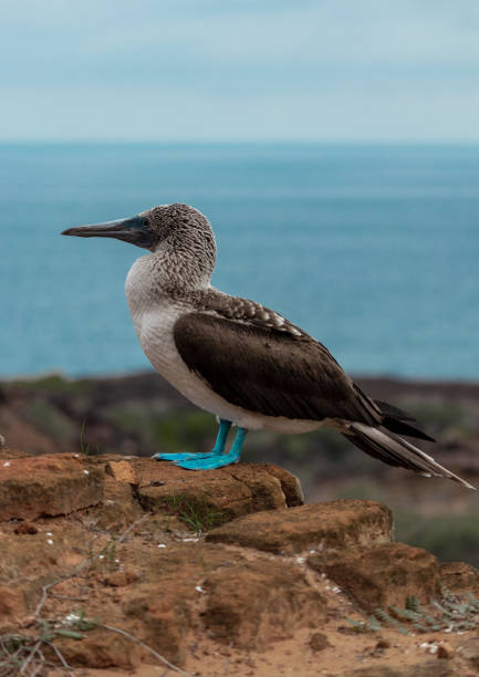 blue footed booby on rocky cliff side