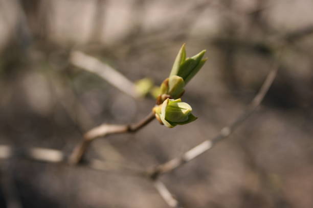 istock the green fresh buds on the branches of tree 1218564542