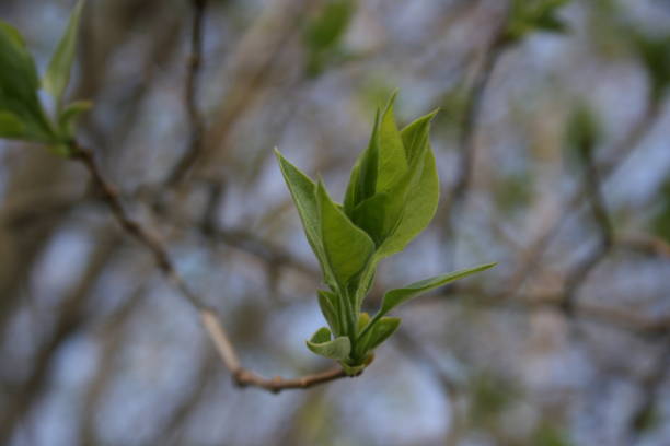 istock the green fresh buds on the branches of tree 1218564686