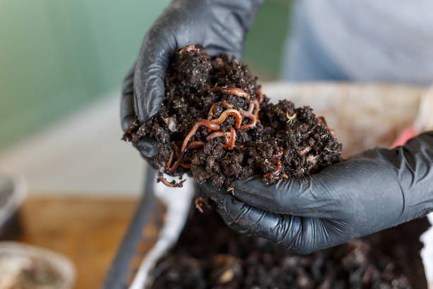 Vermicomposting food leftovers at home. Zero Waste Vermicomposting or Homemade Worm Composting is method of turning home plant based garbage and kitchen food leftovers into rich organic soil fertilizer earthworm photos stock pictures, royalty-free photos & images