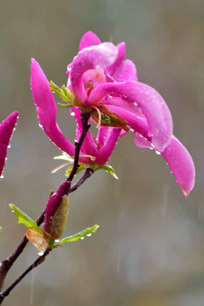 istock Magnolia liliiflora / Lily Magnolia 1218566341