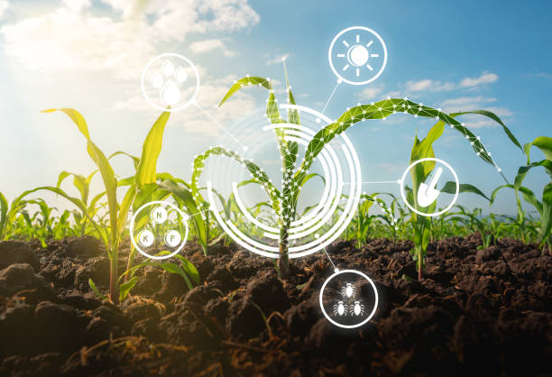 Maize seedling in the cultivated agricultural field with low poly graphic style