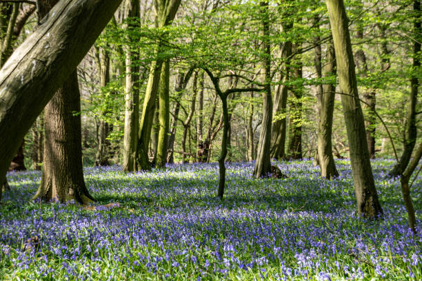 istock Bluebell woodland 1218567551