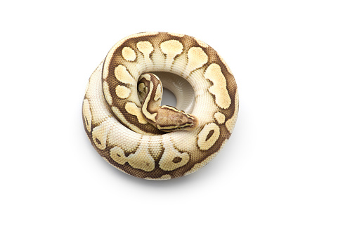 Royal Python White The Royal Python Isolated On White Background Stock Photo - Download ...