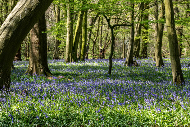 istock Bluebell woodland 1218567597