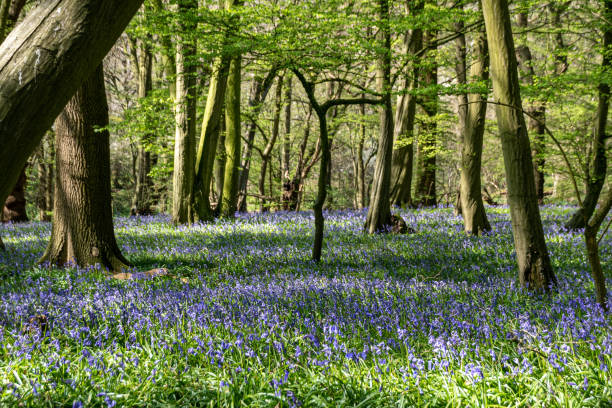 istock Bluebell woodland 1218567626