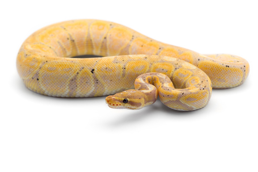 Royal Python White The Royal Python Isolated On White Background Stock Photo - Download ...