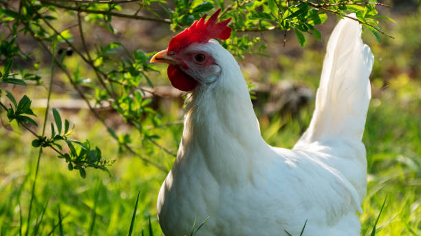 istock Young white rooster in the green field 1218568002
