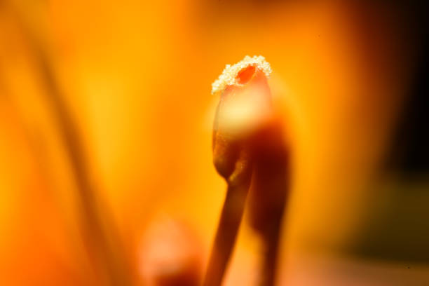 istock Macro side view of Yellow Azalea pollen around anther opening 1218568278