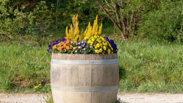 Old wooden barrel in new use