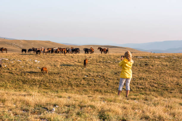 mulher adulta fotografando cavalos selvagens na natureza com um celular - telephone nature mobile phone autumn - fotografias e filmes do acervo
