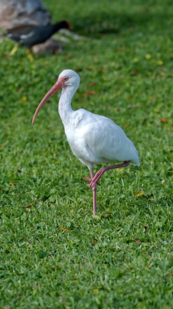 istock American white ibis in the grass 1218569897