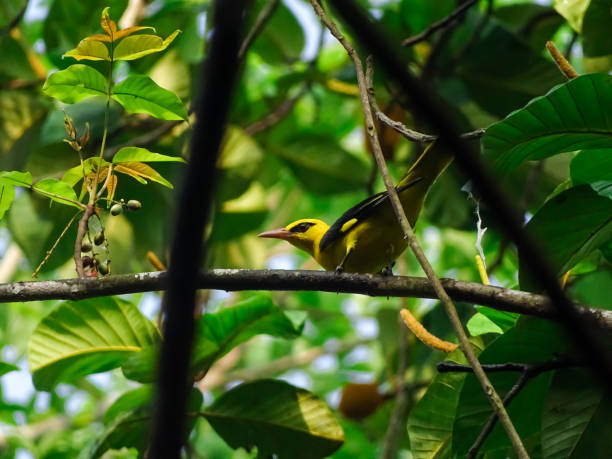 istock Indian golden Oriole 1218570091