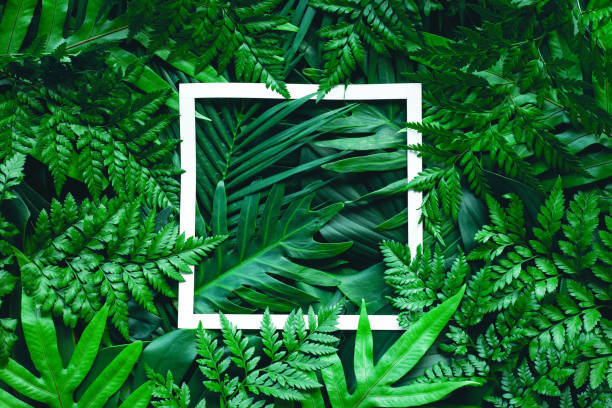 istock tropical green leaves and palms with white paper note frame 1218571155