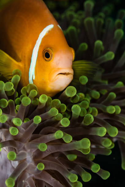istock Clownfish in maldives 1218571178
