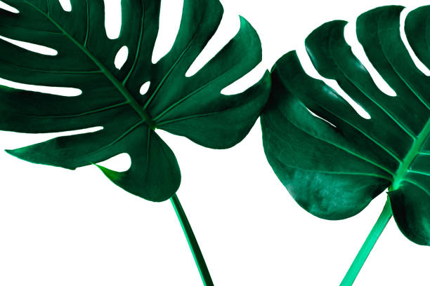 istock Tropical Monstera leaf isolated on white background 1218571236