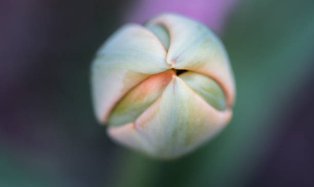 tulip flowers close up - cut out tulip close up drop fotografías e imágenes de stock