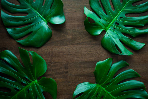 istock Monstera leaf top view philodendron leaf pattern on old wooden table background 1218571339