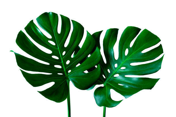 istock Tropical Monstera leaf isolated on white background 1218571417