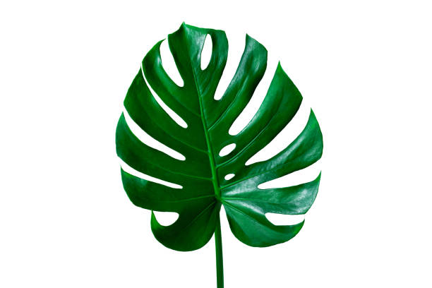 istock Tropical Monstera leaf isolated on white background 1218571440