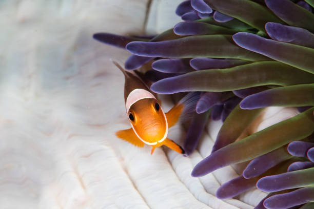 False Clownfish in his anemone.