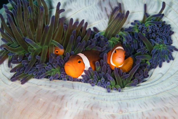 istock Clownfish in maldives 1218571624