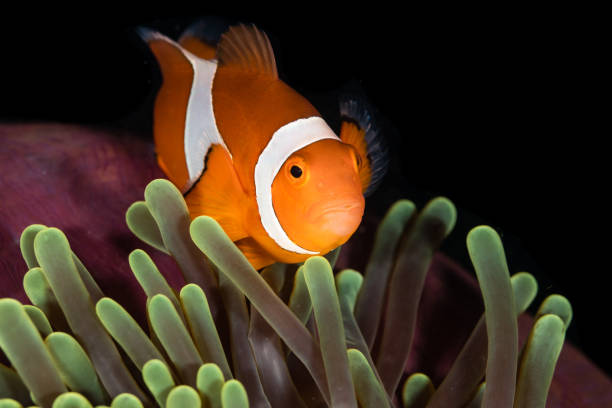 istock Clownfish in maldives 1218571643