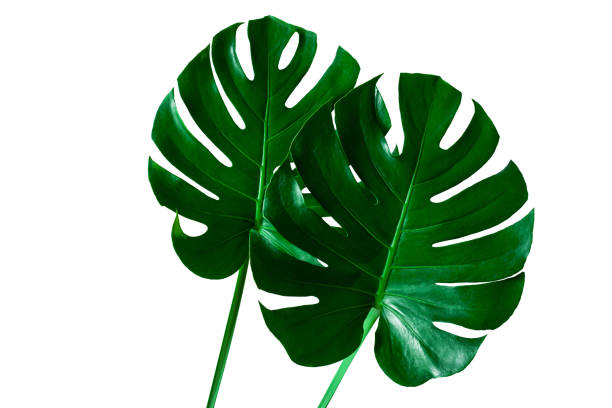 istock Tropical Monstera leaf isolated on white background 1218571774