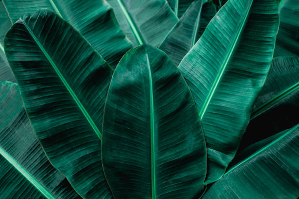 istock tropical banana leaf background 1218571779