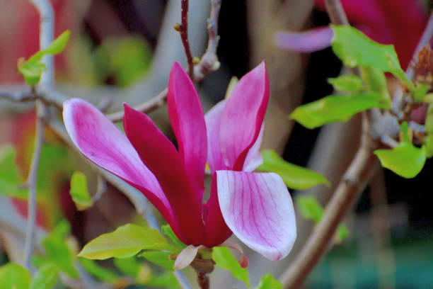 Magnolia liliiflora / Lily Magnolia Magnolia liliiflora or Lily magnolia is deciduous shrub that blooms large pink to purple showy flowers in early spring before the leaves come out. It is one of the smaller species found in the magnolia genus, growing to about 4 meters high. It is native to China, but has been cultivated over centuries in Japan as well and sometimes called Japanese magnolia. Other names include Mulan magnolia, purple magnolia, red magnolia, tulip magnolia, Jane magnolia and woody-orchid. jane magnolia stock pictures, royalty-free photos & images