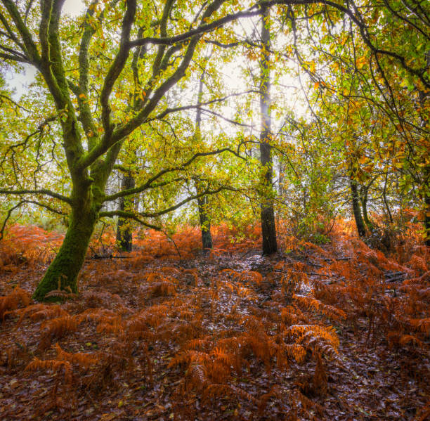 Delightful Light Filtered Through the Foliage of Oak Trees