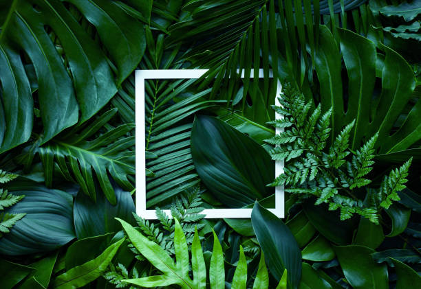 istock tropical green leaves and palms with white paper note frame 1218572233