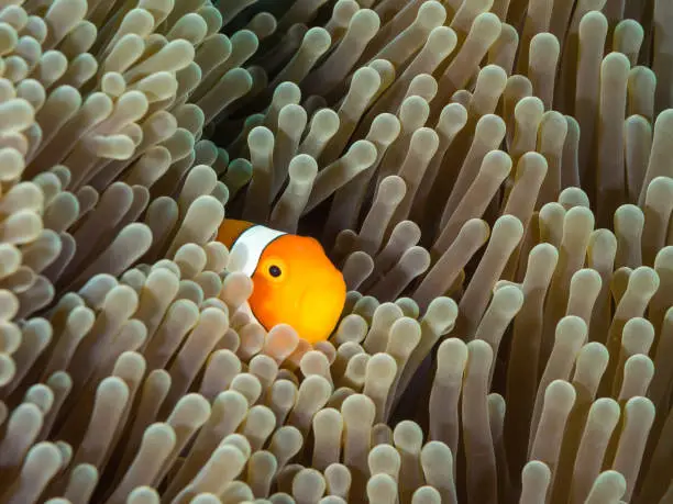 False Clownfish in his anemone.