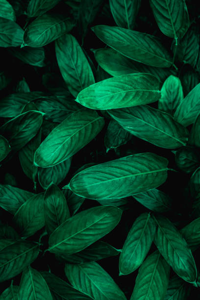 istock closeup nature view of tropical green leaf background 1218572776