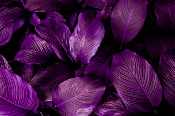 istock abstract tropical purple leaf texture, nature background 1218573022