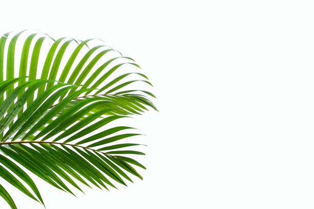 istock leaves of coconut isolated on white background 1218573114