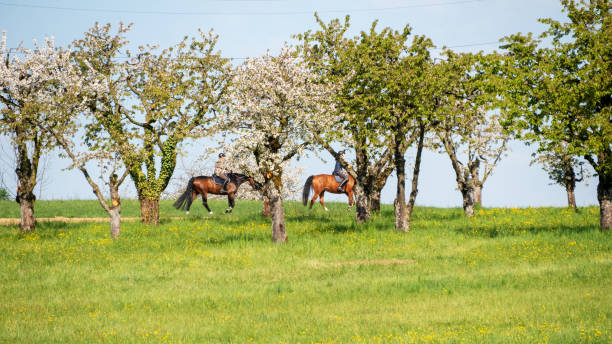 istock Riding in the beautiful spring landscape 1218573128