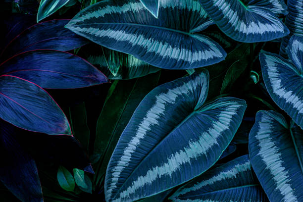 istock tropical green leaves nature background 1218573147
