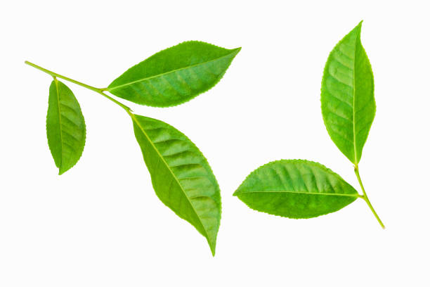 istock green leaves isolated on white background 1218573219