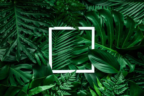 istock tropical green leaves and palms with white paper note frame 1218573295