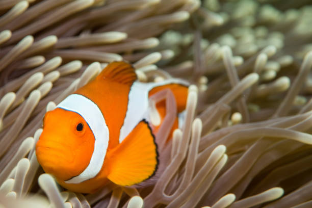 istock Clownfish in maldives 1218573320
