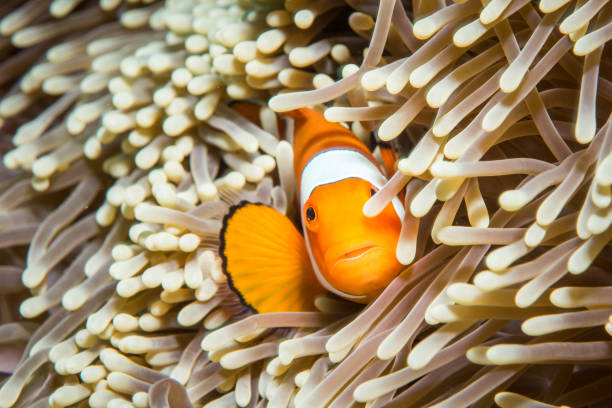 istock Clownfish in maldives 1218573385