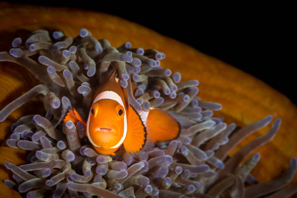 istock Clownfish in maldives 1218573519