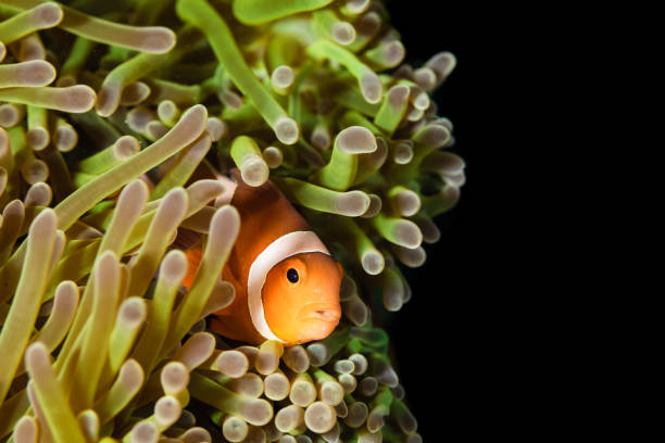 istock Clownfish in maldives 1218573710