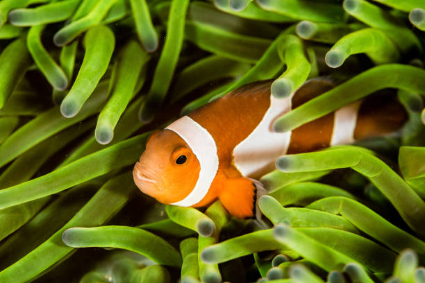 pez payaso en maldivas - bannerfishes fotografías e imágenes de stock