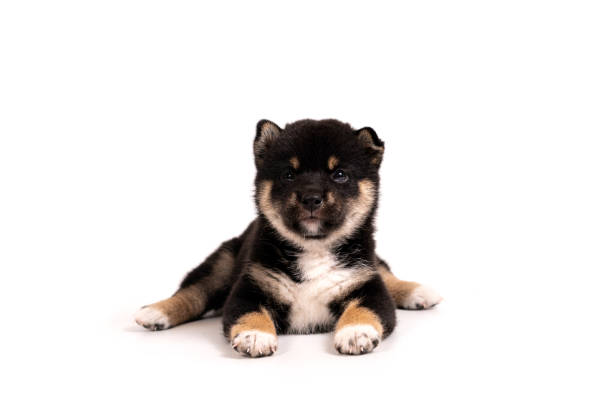 Shiba Inu on a white background. Shiba Inu is a Japanese dog that is famous all over the world. Shiba Inu on a white background. Shiba Inu is a Japanese dog that is famous all over the world. japanese akita stock pictures, royalty-free photos & images